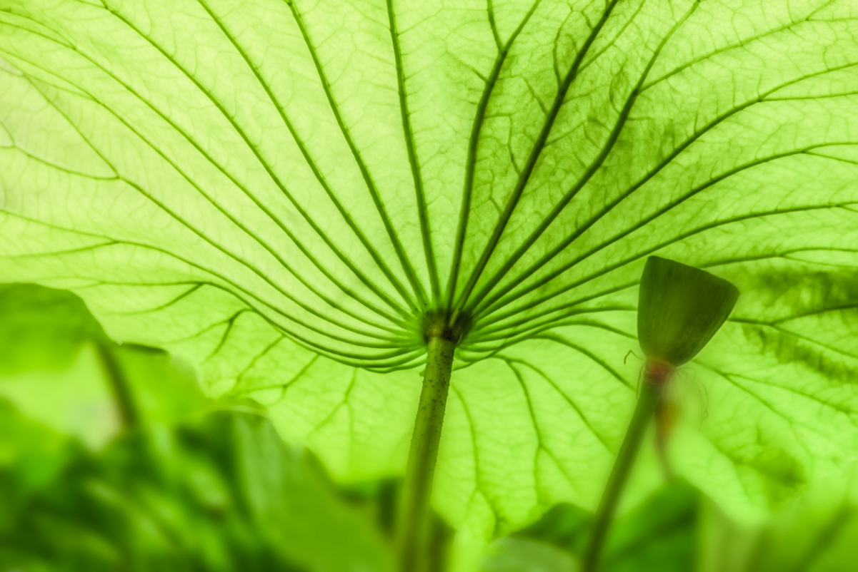 清新绿荷4K高清护眼壁纸，绝美风景图4200x2803分辨率，免费下载
