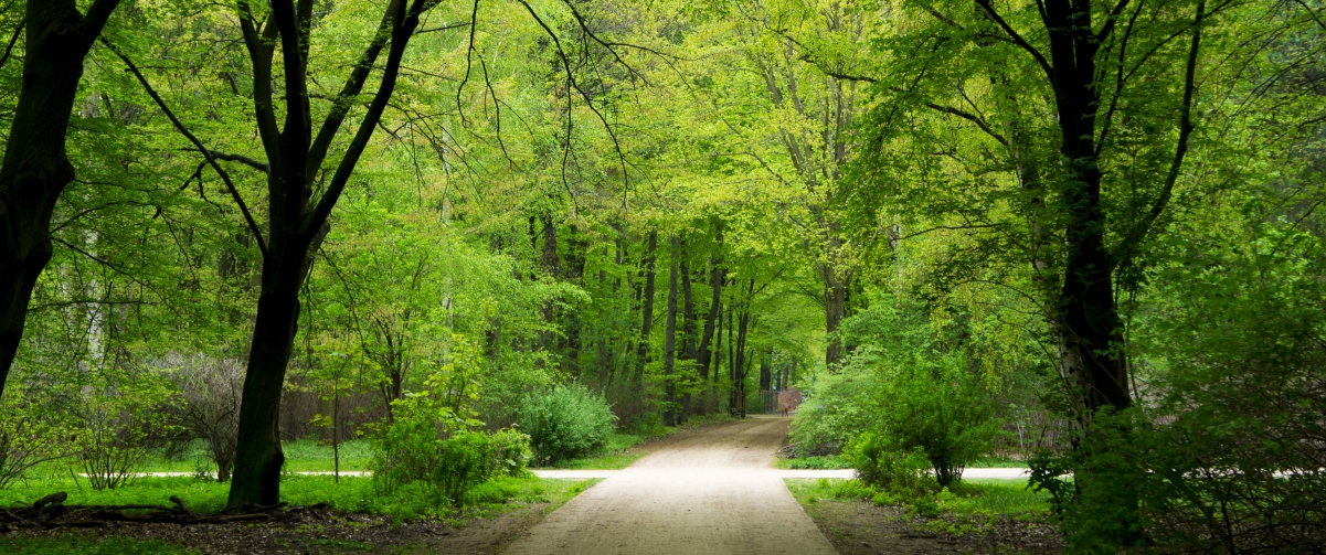 德国柏林夏日绿意盎然，高清4K森林道路风景壁纸3440x1440免费下载