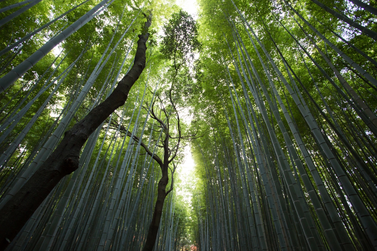 绿色竹海美景，高清4K竹林树木壁纸，超高清4000x2667，免费下载
