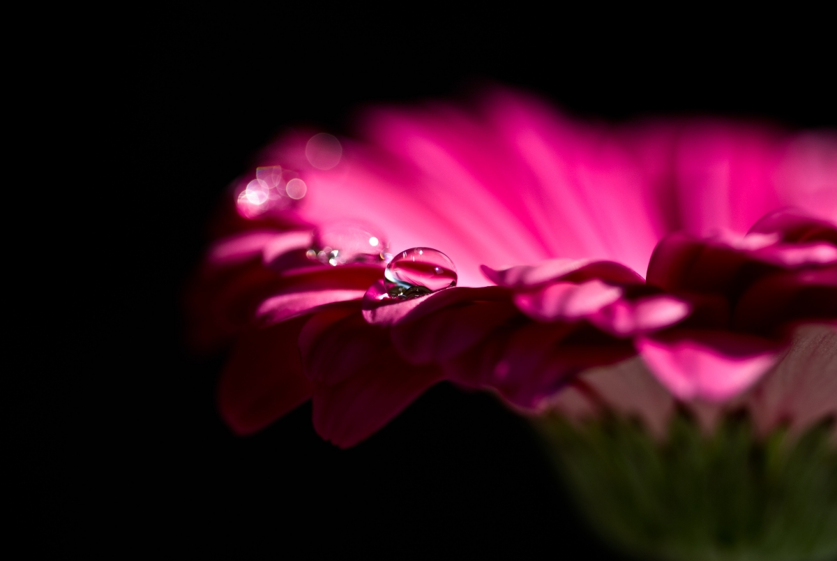 红紫非洲菊绽放，水珠晶莹，绝美4K风景壁纸，高清3872x2592下载
