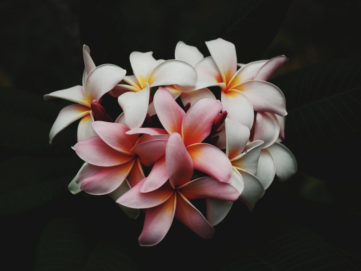 自然之美，鲜花绽放4K高清壁纸，风景如画，4608x3456超高清下载