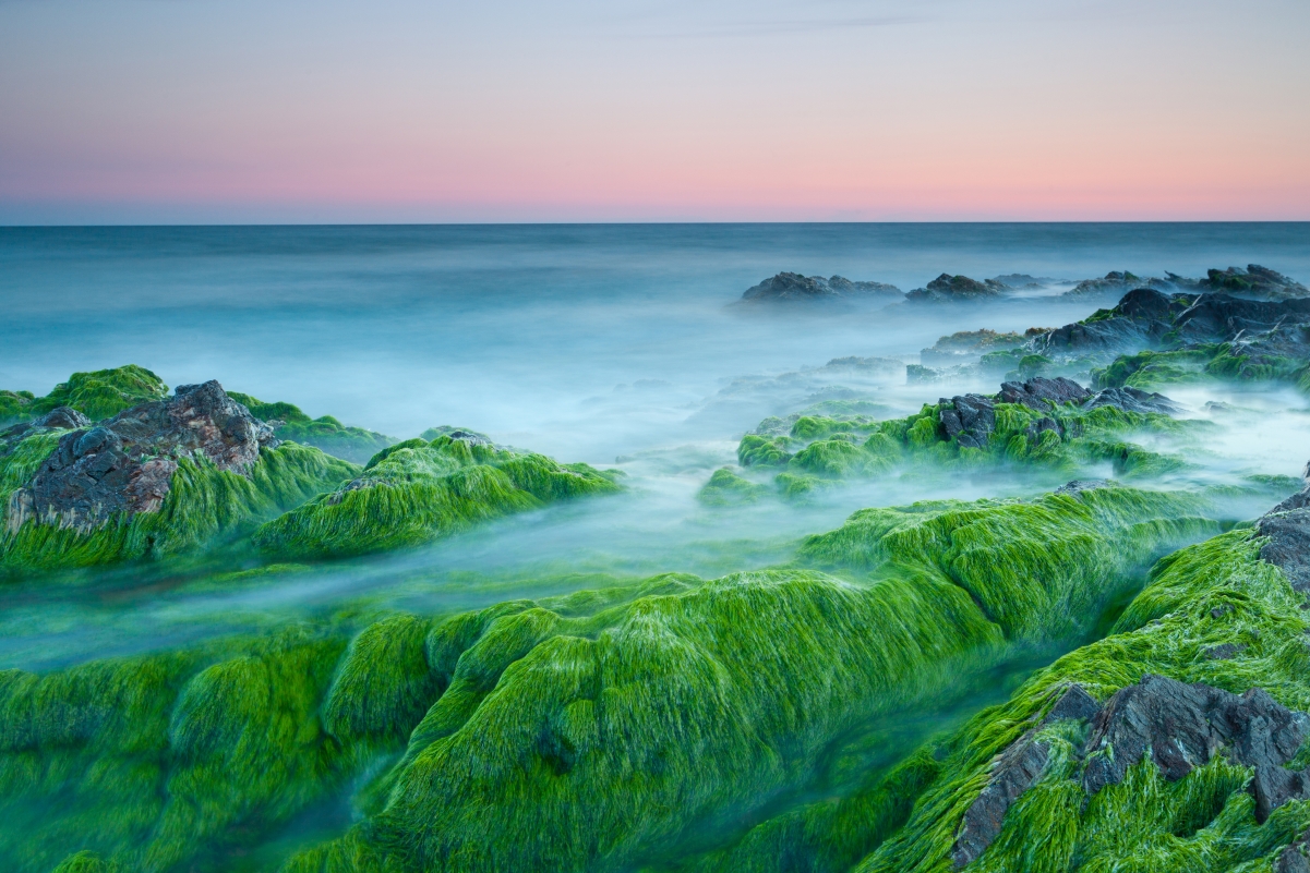 海洋岩石海藻美景，高清4K壁纸，4200x2800分辨率，一键下载