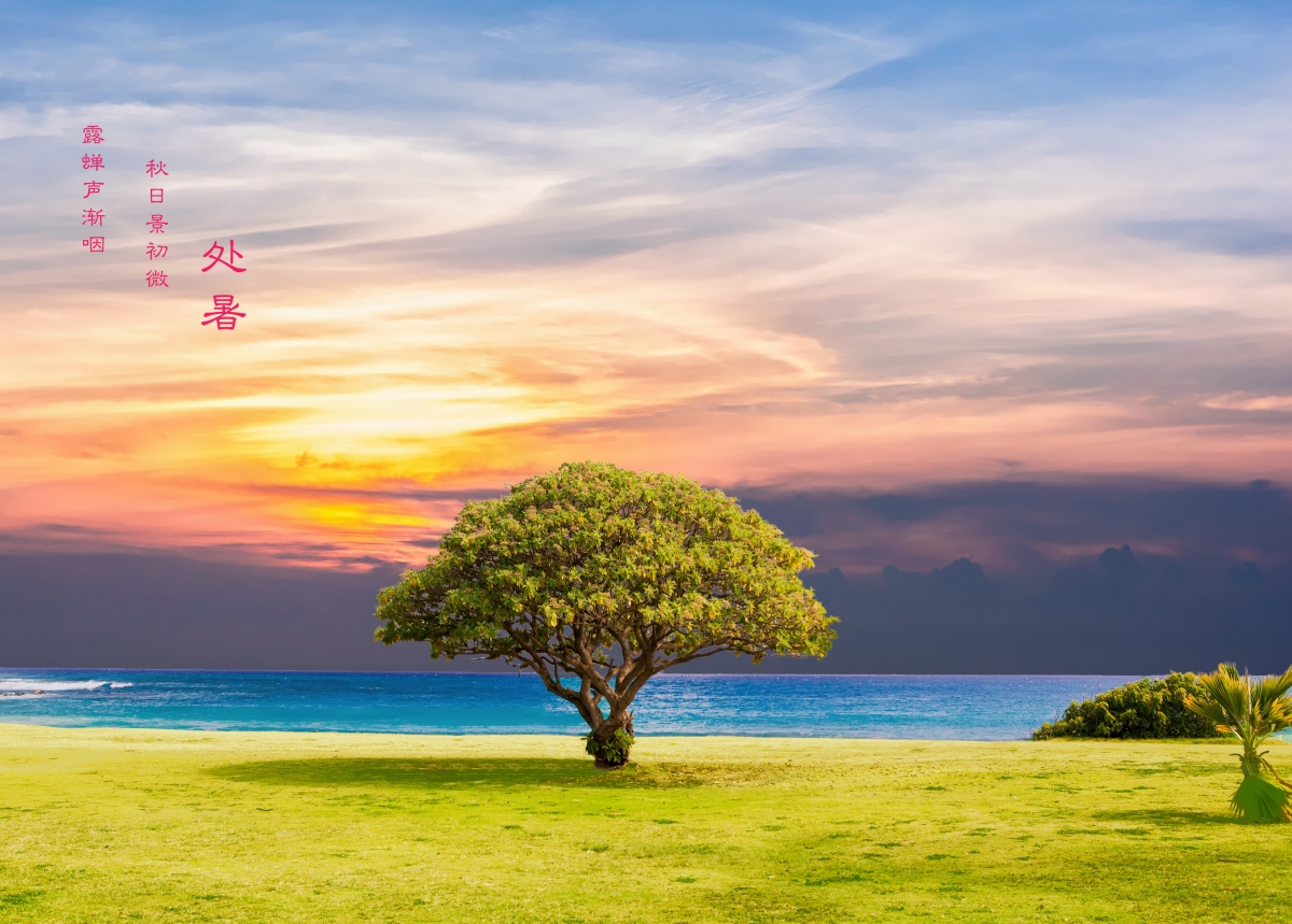 树海草海双重美景，处暑时节的海洋景观，4K超清壁纸免费下载（4000x2862）