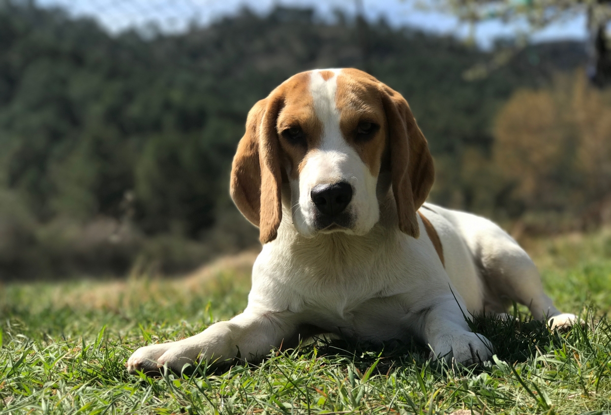 比格犬高清4K壁纸，极致画质，免费下载，绝美动物图片