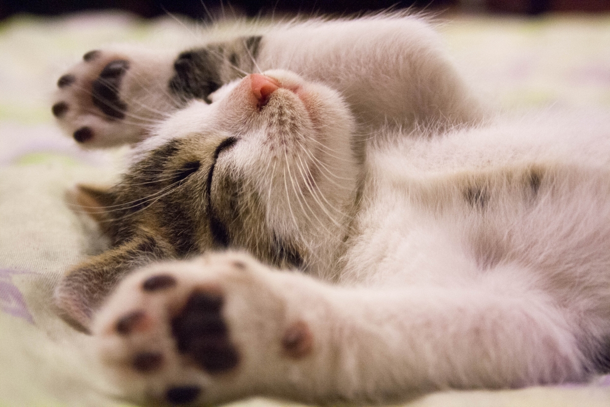 可爱猫咪甜睡4K超清壁纸，3888x2592高清动物图片免费下载