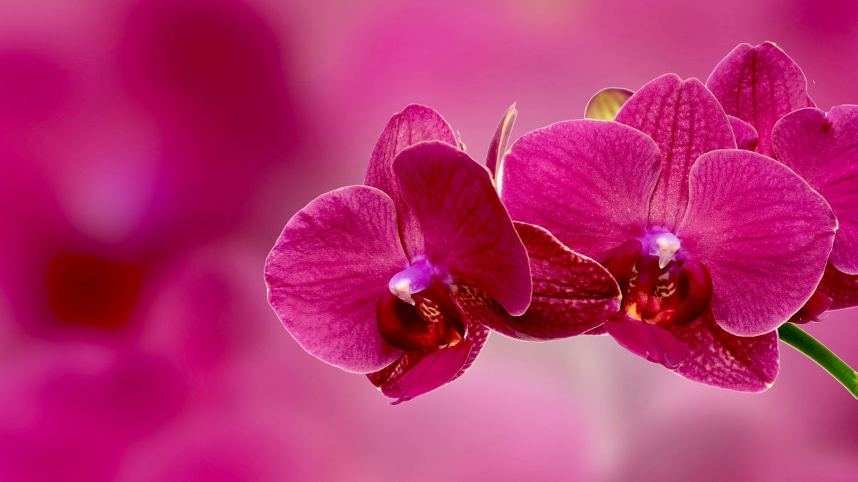 绝美粉红兰花，4K超清风景壁纸，3840x2160高清下载