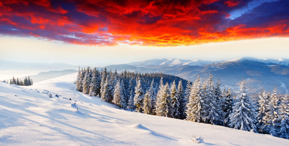 冬日黎明，山雪树林辉光映，6K/4K高清风景壁纸，6452x3268免费下载