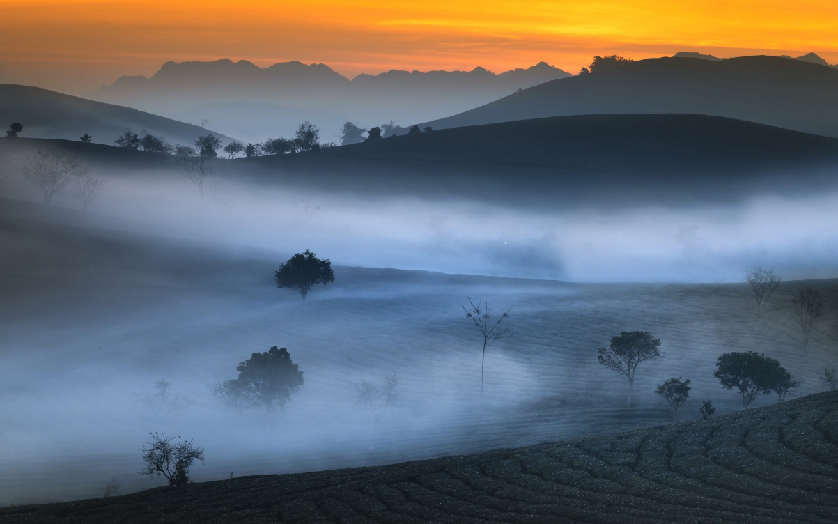 晨雾缭绕山茶园，绝美风景壁纸高清下载，5120x3200分辨率