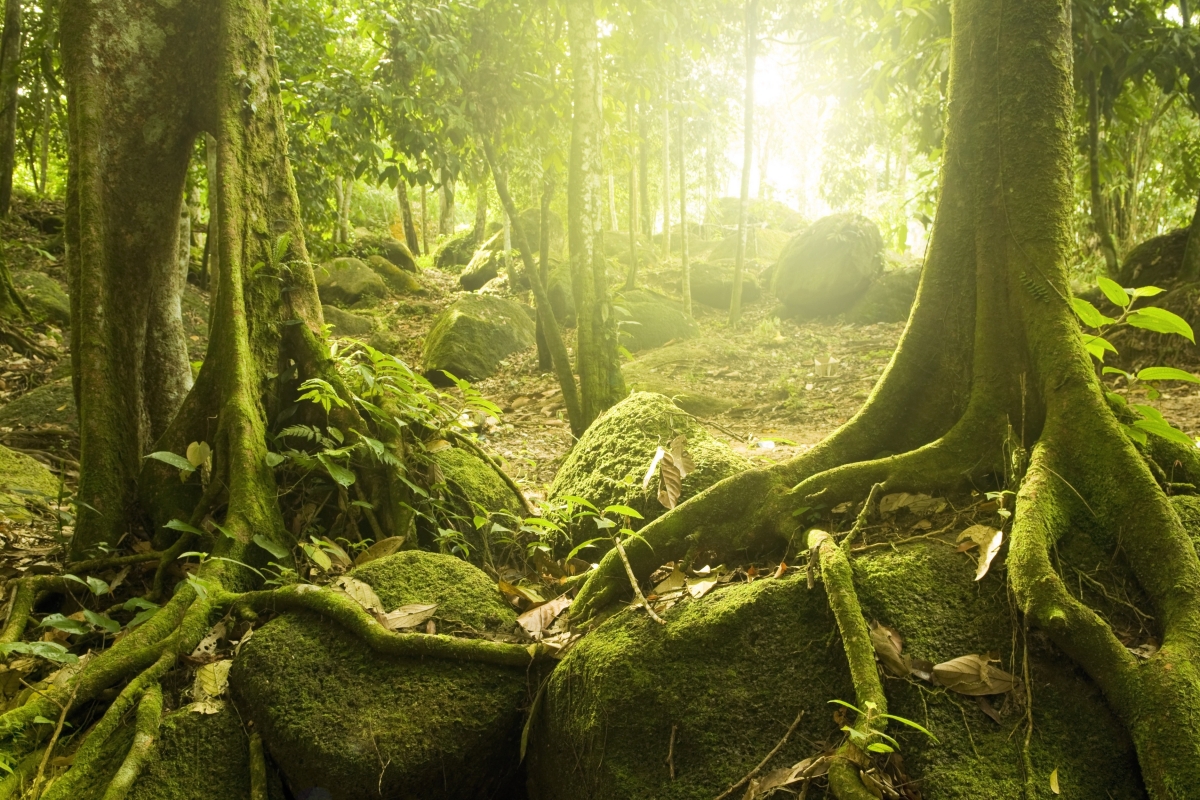 奇幻森林之美，太阳照耀下的树木、石头与苔藓，4K高清大自然风景壁纸（3750x2500）免费下载