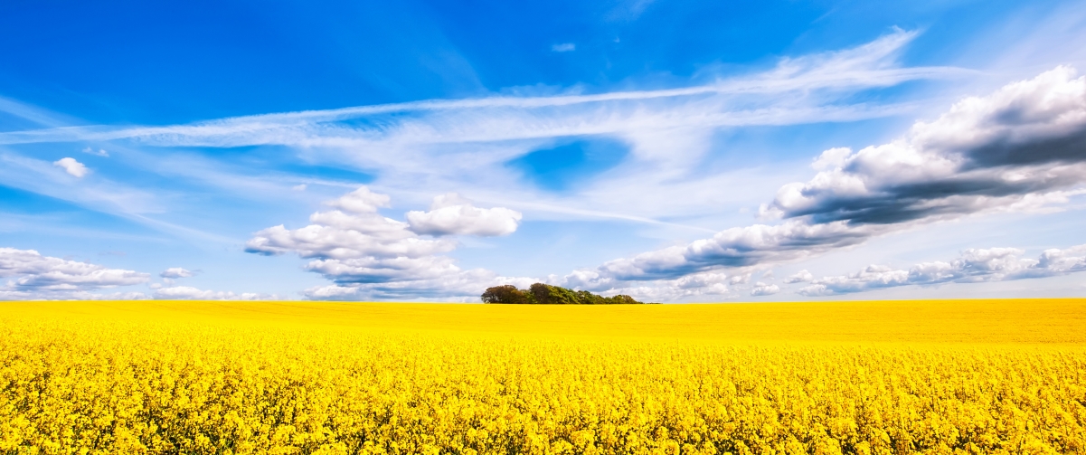 绝美油菜花天空，超清4K带鱼屏壁纸，3440x1440高清下载