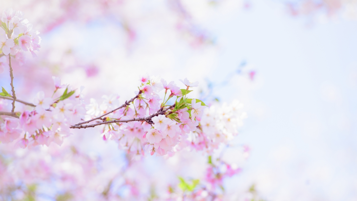 吴秋煌摄影精选，绝美樱花超高清4K壁纸，3840x2160分辨率，风景如画，一键下载！
