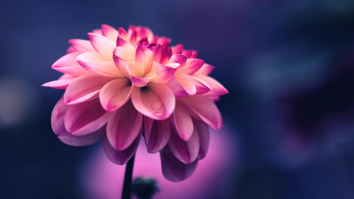 粉红花瓣花蕾盛放，4K超高清壁纸，4240x2384分辨率，精美背景图片下载