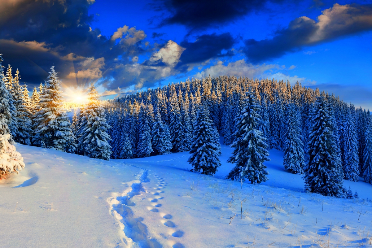 冬日雪景，自然森林中的足迹，高清4K天空风景壁纸（4200x2802）免费下载