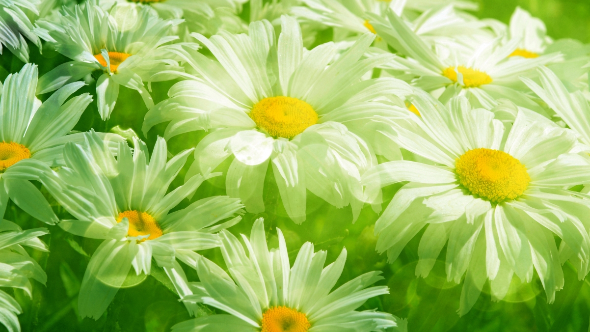 春天美景尽在眼前，草绿花鲜，高清4K绿色雏菊壁纸，3840x2160超清下载
