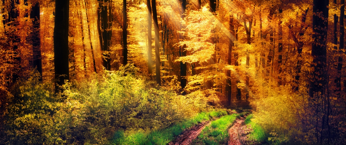 秋日森林美景，金黄阳光洒落，草木繁茂，4K超清壁纸下载（3440x1440）
