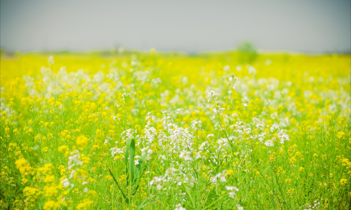 油菜花绝美4K高清壁纸，超清风景图片，4000x2398分辨率，免费下载