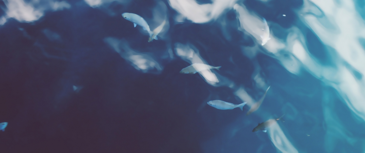 海洋鱼艺术壁纸，唯美4K高清背景，3440x1440分辨率，免费下载