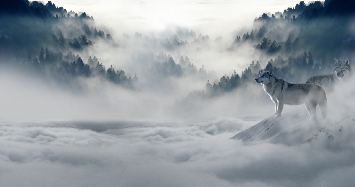 雪狼群捕猎瞬间，野生动物高清4K壁纸，震撼4096x2160画质下载