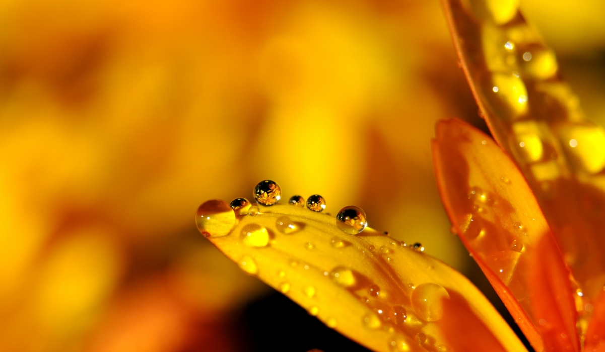 水滴雨滴花影，4K高清镜像壁纸，4288x2499超清大图，免费下载