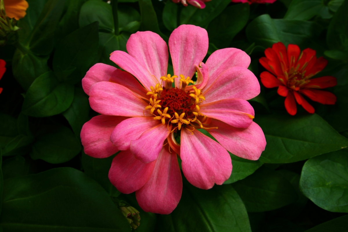 自然花朵绝美4K高清大图，风景壁纸超清下载，分辨率4000x2667