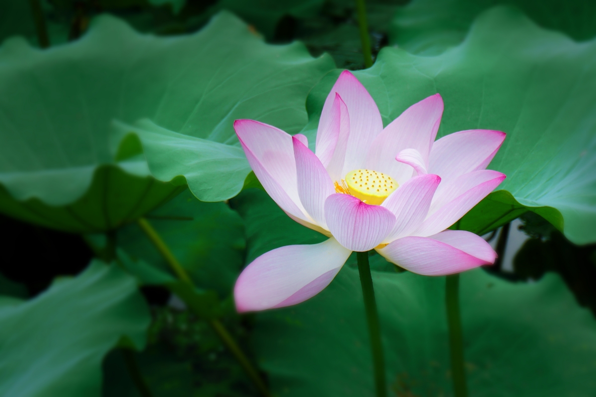 盛夏荷花绽放，清新莲花美景，6K高清壁纸，4K风景图片下载