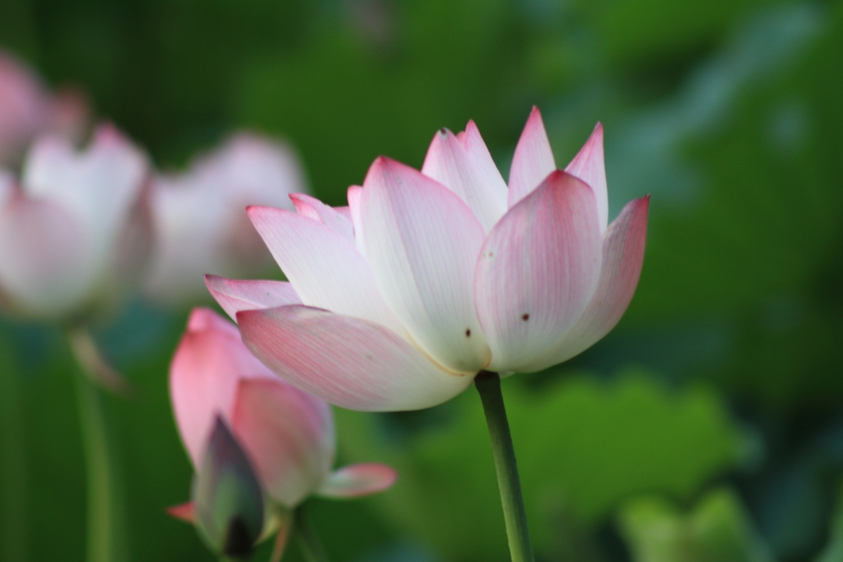 5K荷花壁纸大放送，高清4K风景图片，绝美5184x3456分辨率，一键下载荷花之美！