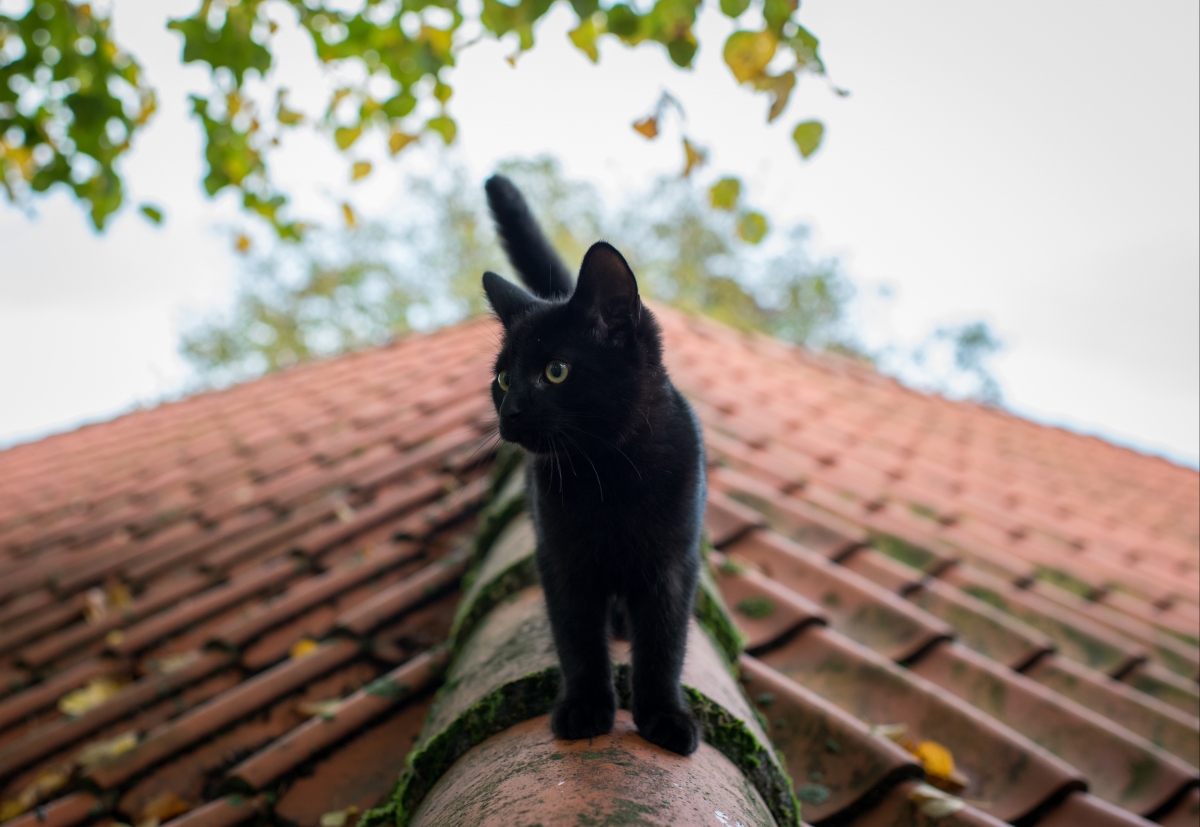 夏日屋顶小黑猫，4K高清动物壁纸，4000x2758分辨率，免费下载