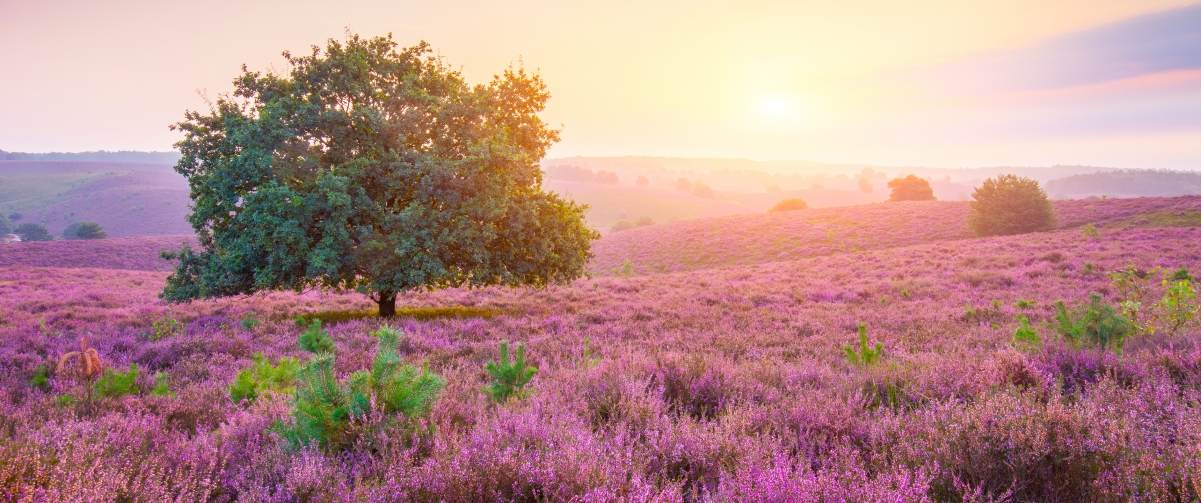 荷兰薰衣草树日出美景，超清带鱼屏壁纸，3440x1440高清下载