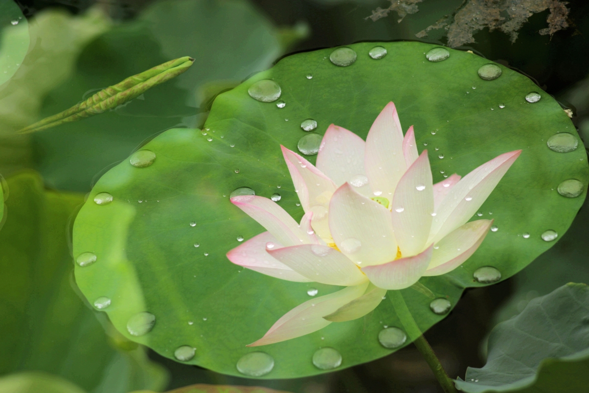 雨后清荷美景，4K超清摄影壁纸，5760x3840分辨率，高清下载