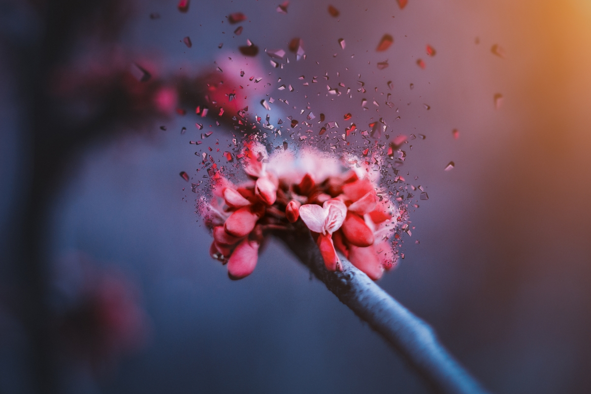 绝美花涅4K高清壁纸，4000x2667超清分辨率，免费下载