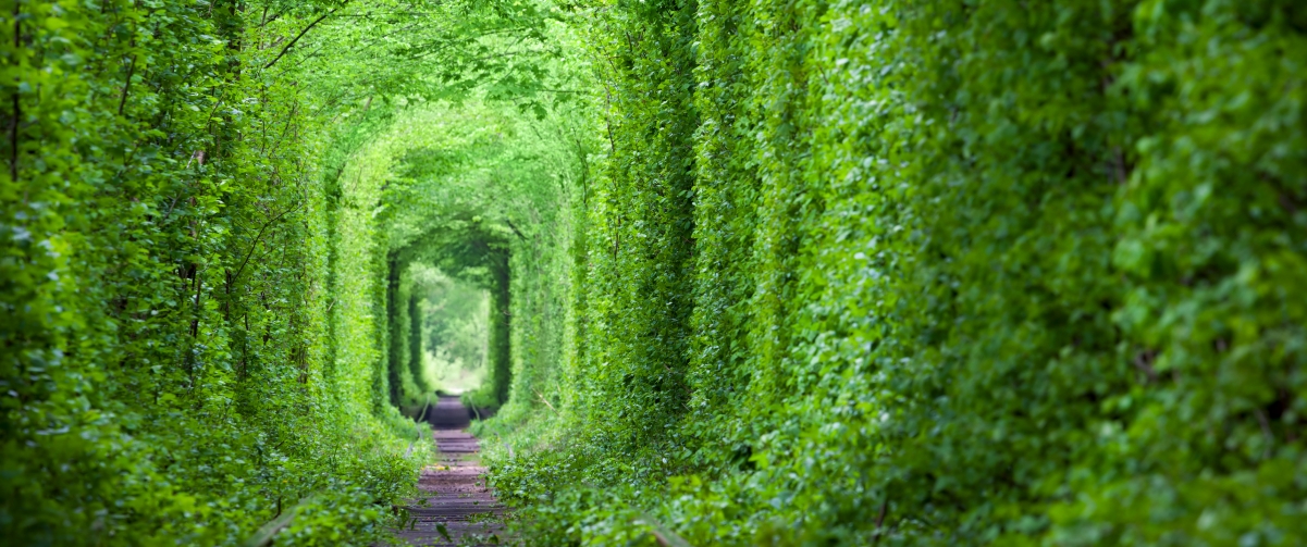 梦幻爱情隧道风光，高清4K绿树铁路壁纸，3440x1440分辨率，免费下载