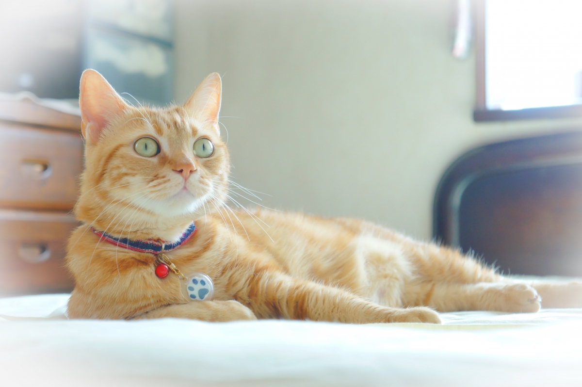 猫咪眼神迷人，铃铛点缀可爱，精选4K高清动物壁纸，4707x3128超清下载