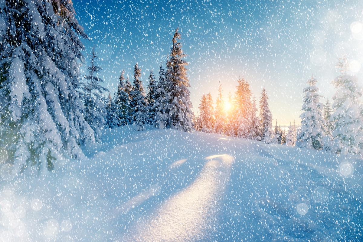 云杉映雪，自然之美，冬季雪景4K高清壁纸，4000x2660分辨率畅享下载