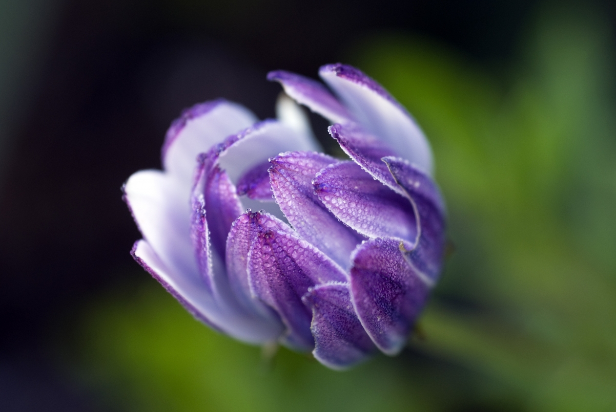 非洲雏菊高清壁纸，5K花朵与4K背景绝美融合，5837x3907超清画质下载