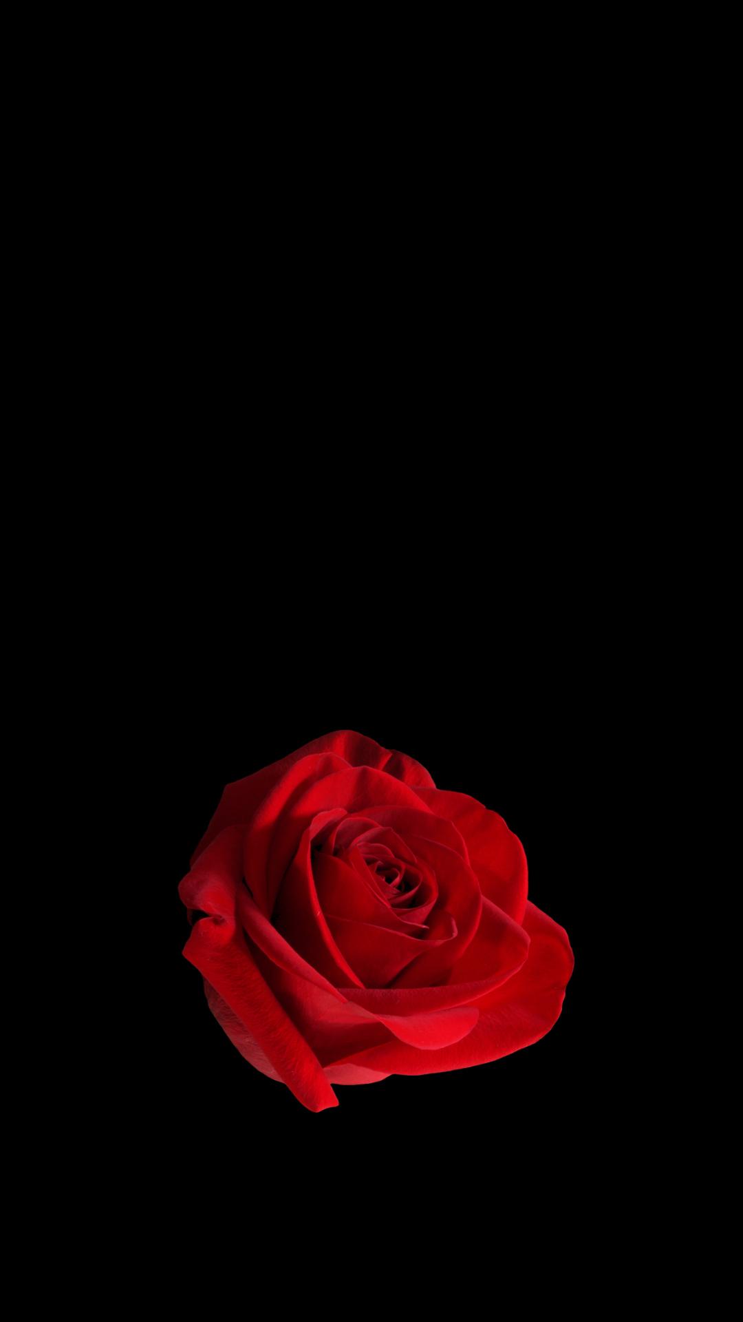 红玫瑰黑幕4K手机壁纸，高清1080x1920，免费下载
