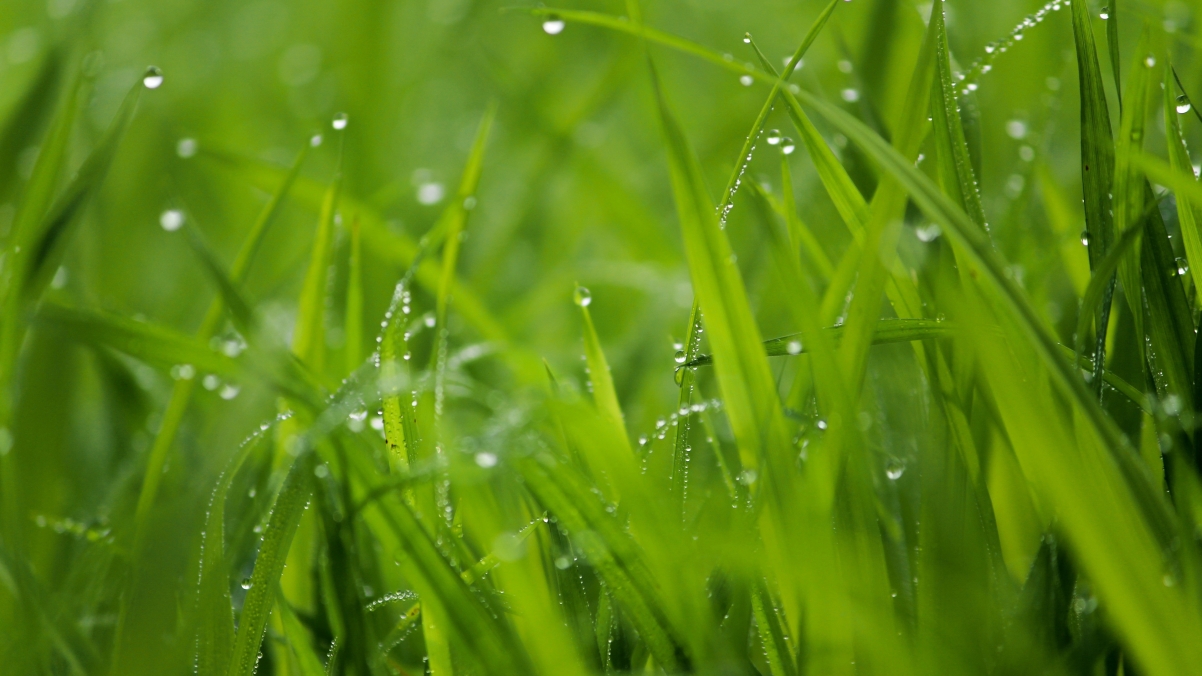雨滴点缀绿叶，高清4K风景壁纸，3840x2160分辨率，免费下载