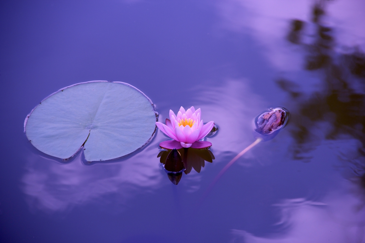 莲花之美，自然水景5K超清壁纸，精选4K风景，高清5184x3456下载