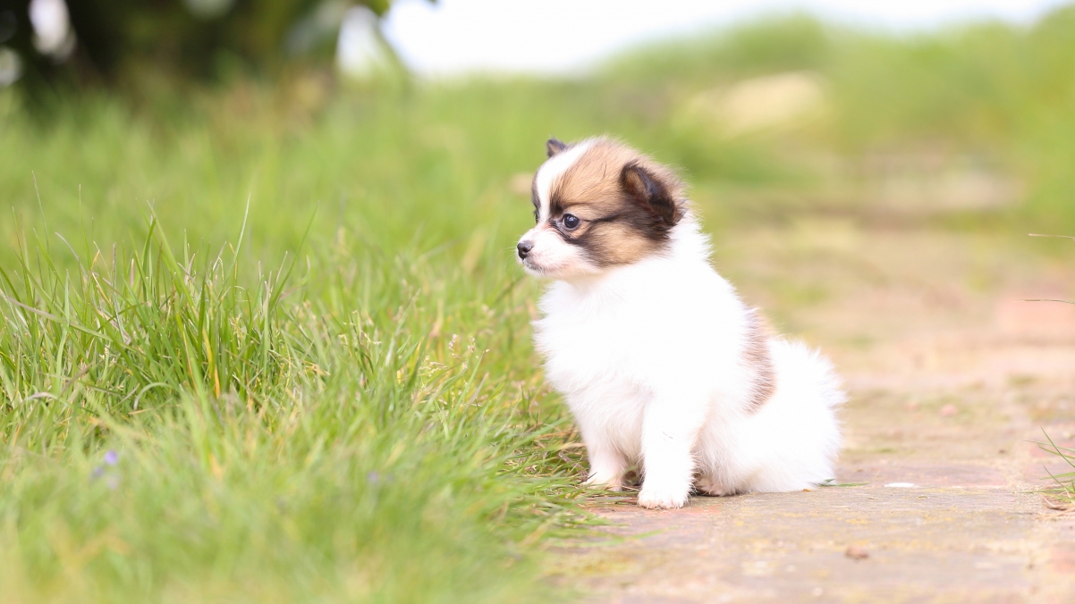 萌宠白犬精选，4K超清壁纸，3840x2160高清大图，免费下载