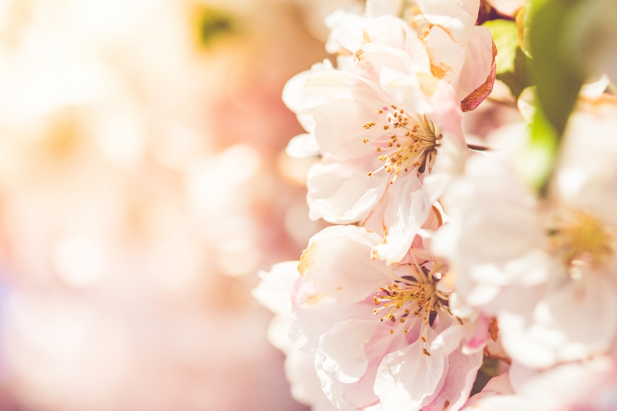 绝美桃花4K高清风景壁纸，超清画质4000x2667，免费下载