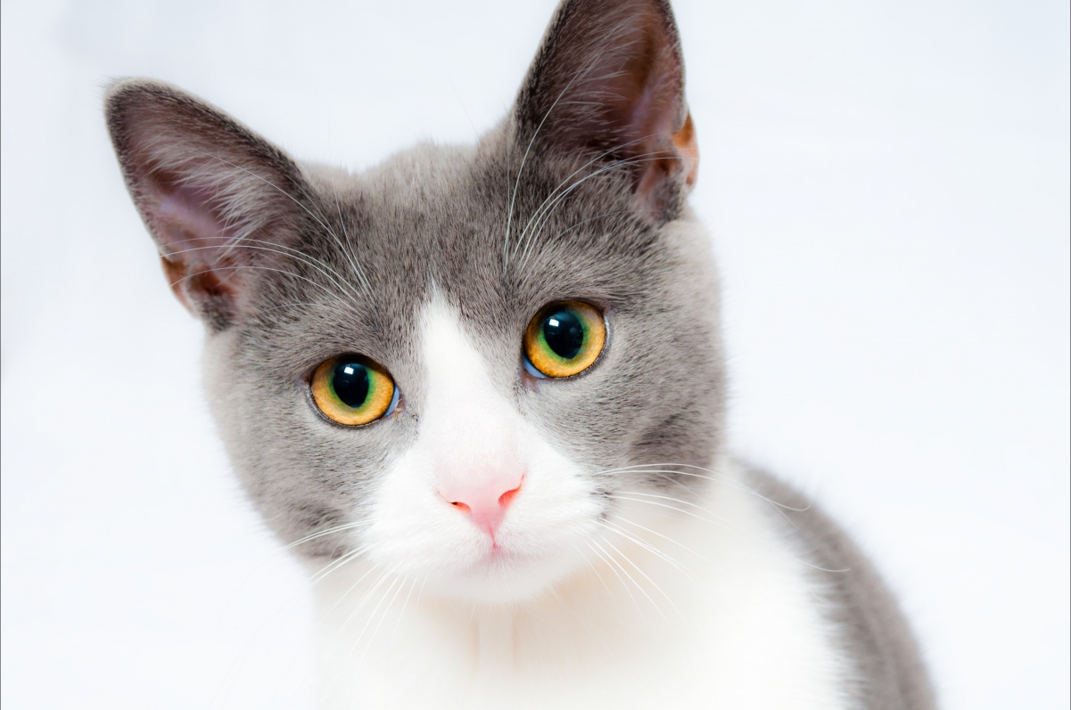 可爱家养猫咪精选，高清5K宠物图片与4K动物壁纸，5360x3560超清下载