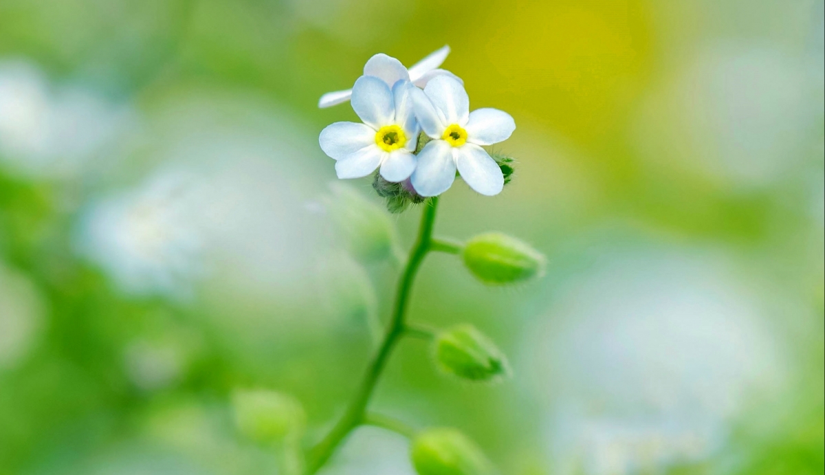 植物茎上洁白小花，绝美4K风景壁纸，高清2048x1180，一键下载