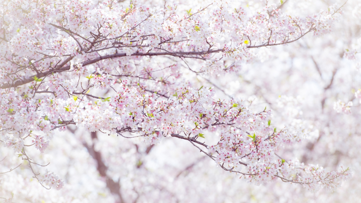吴秋煌樱花摄影精选，绝美4K樱花壁纸，高清风景图片，3840x2160分辨率，免费下载