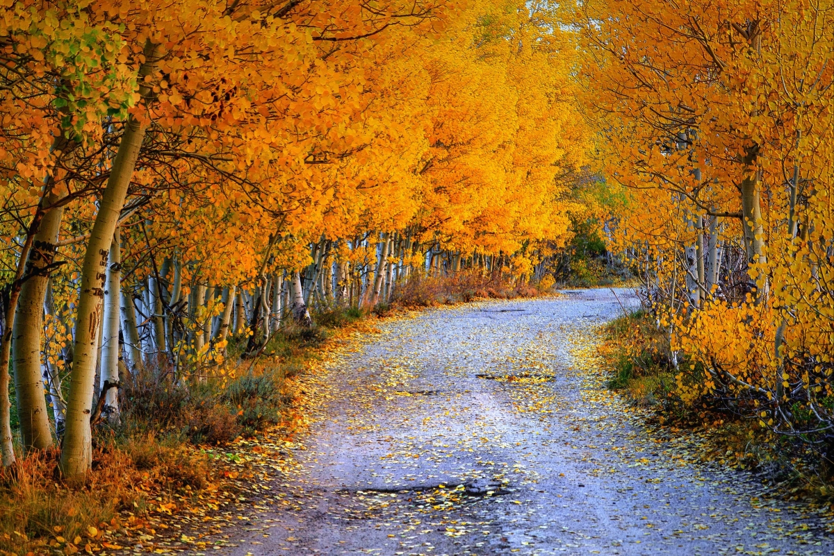 秋日道路，树叶缤纷，树木如画，精选5K与4K高清风景壁纸，5796x3870超清下载