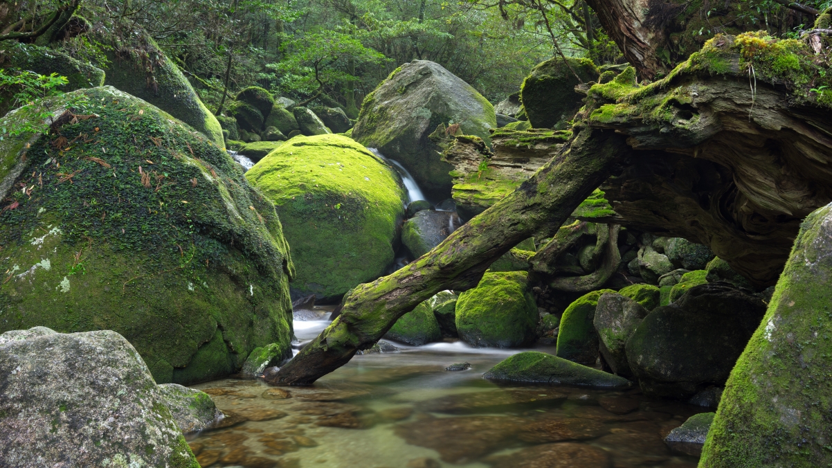 日本屋久岛绝美风光，森林、小溪、石头，4K高清壁纸免费下载（3840x2160）