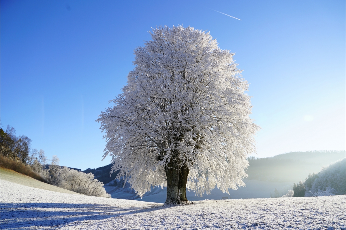 林间冬日仙境，霜雪覆盖，太阳照耀，4K超清风景壁纸4096x2732免费下载