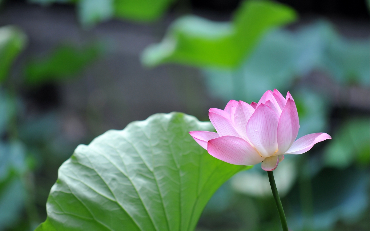 绝美绿粉荷花4K壁纸，高清风景图片，3840x2400分辨率，免费下载