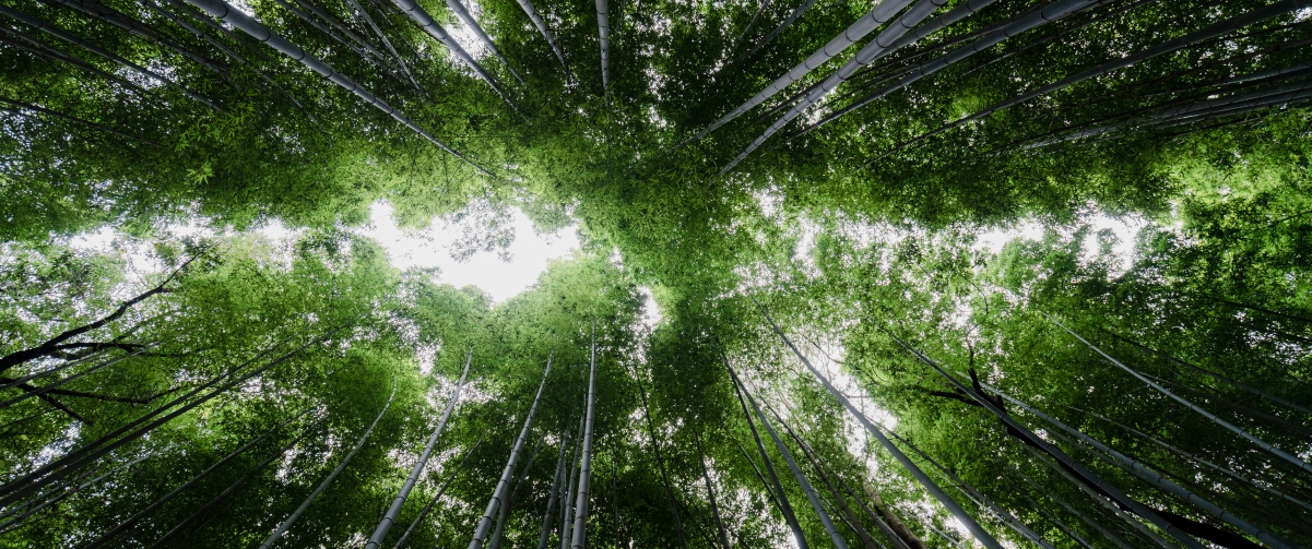 茂密竹林，纯净天空，绝美4K风景壁纸，3440x1440高清下载