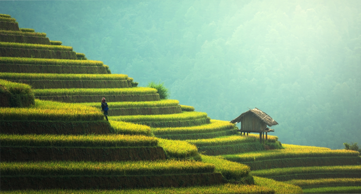 水稻梯田美景，高清5K/4K风景壁纸，震撼5000x2683像素，免费下载