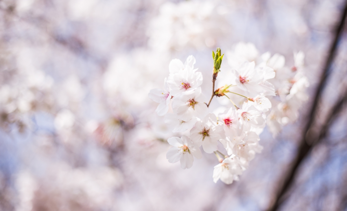 樱花盛景，绝美4K高清图片，超清壁纸4300x2620，一键下载