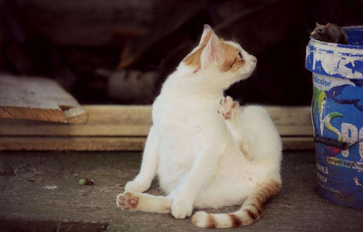 猫鼠趣图集，精选5K高清壁纸，4K动物美图，5048x3232分辨率，免费下载